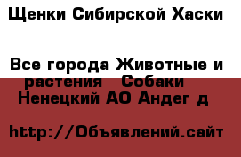 Щенки Сибирской Хаски - Все города Животные и растения » Собаки   . Ненецкий АО,Андег д.